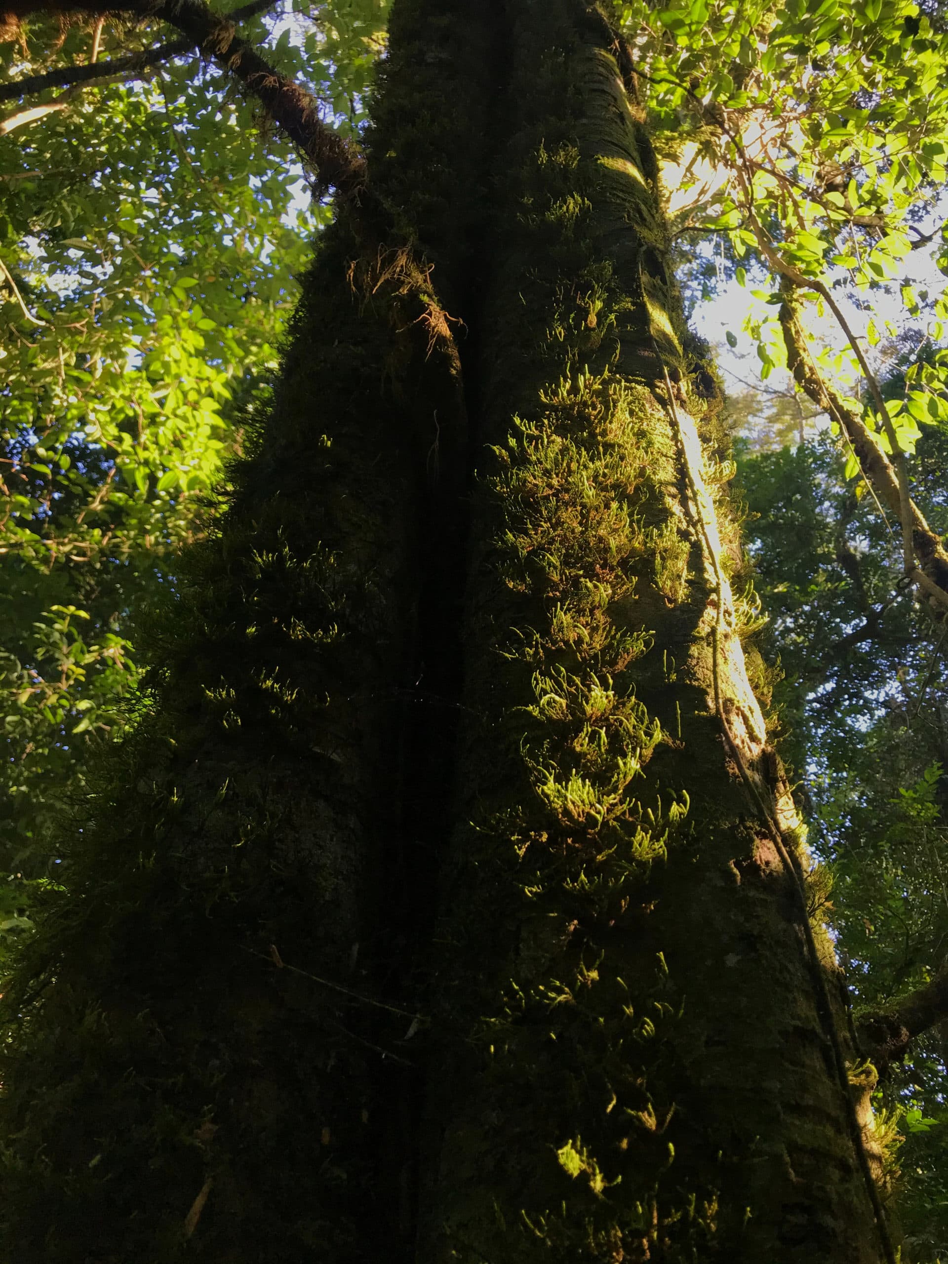 Estoque Vegetação Nativa